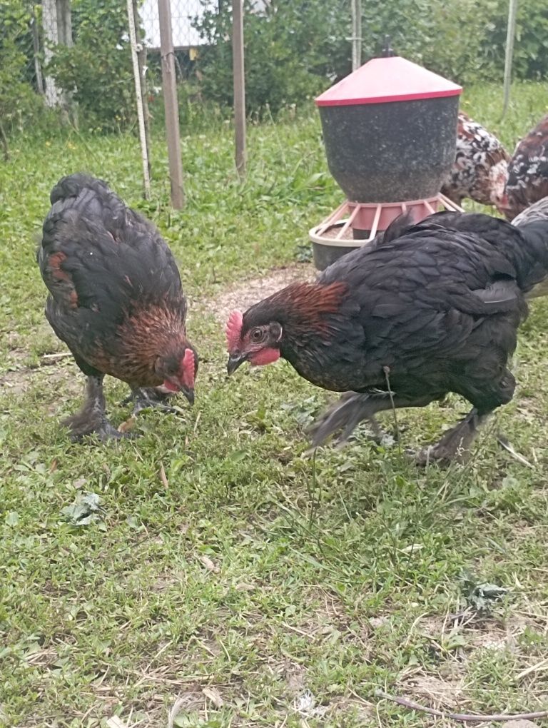 Koguty Włoszka Marans