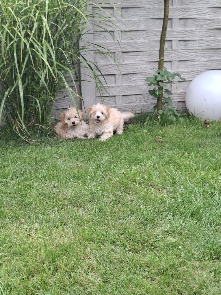 Maltipoo 12 tygodni