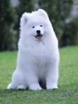 Samojed szczenię suczka samoyed