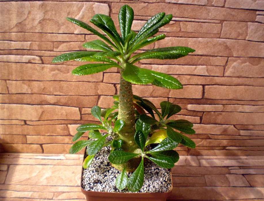 Каудексні рослини – Дорстенія. Дорстения. Dorstenia