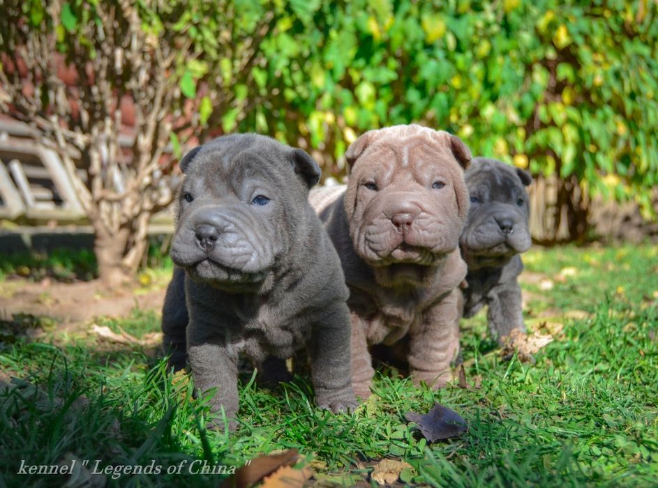 Шар-Пеі   VIP цуценята