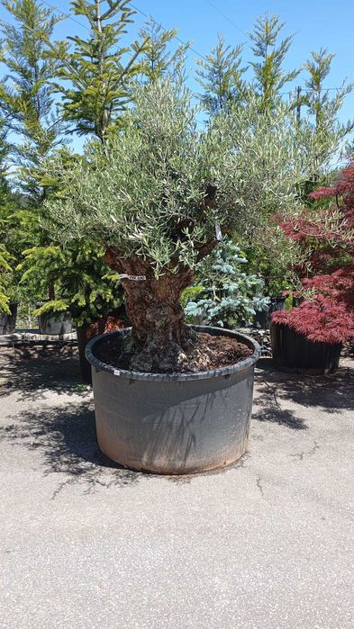 Oliveiras centenárias para jardim