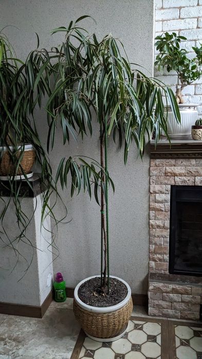 Цветы комнатные большие.