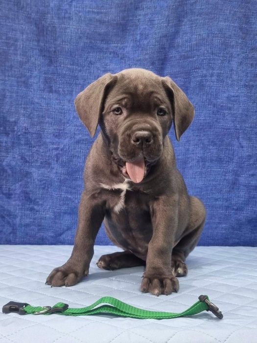 Чорна дівчинка в зеленому, Coco Chanel