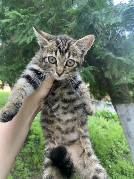 Кошеня-дівчинка в люблячі ручки!