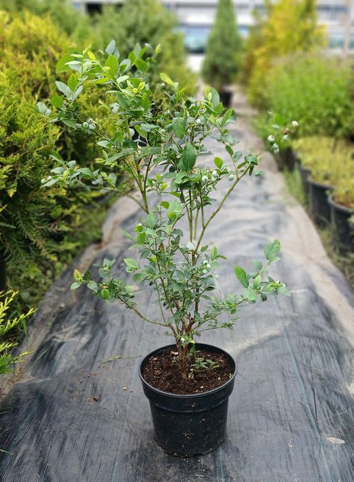 Лохина, інжир, годжі, малина ремонтантна червона та жовта