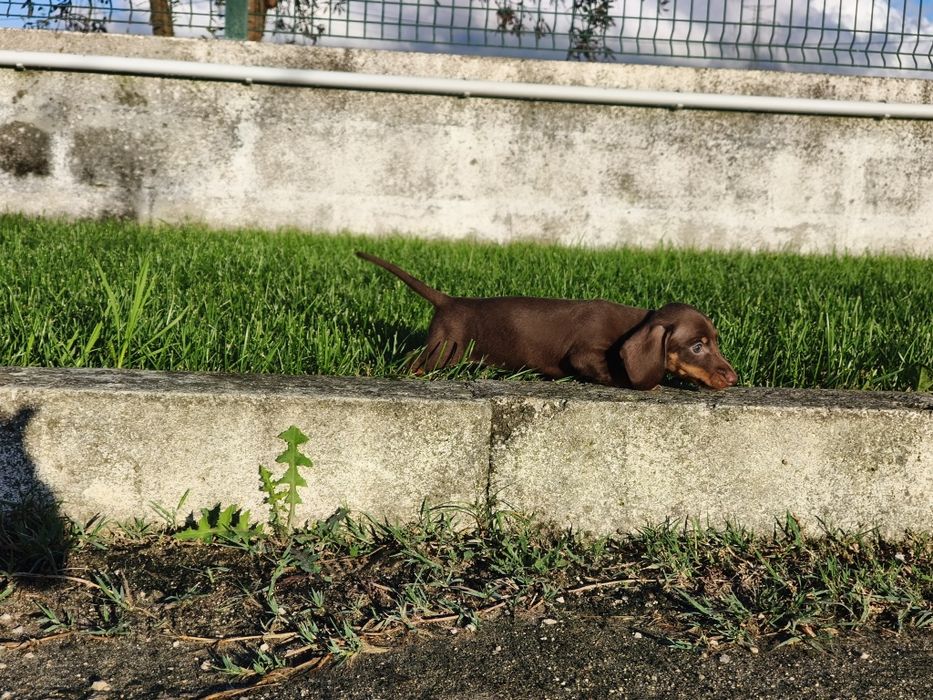 Teckel kaninchen macho com LOP