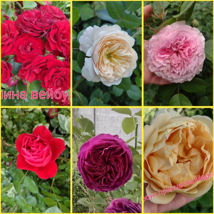 Клематис,Гортензия, гибискус розы,лилии бересклет самшит малина смород