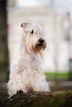 Irish soft coated wheaten terrier - terier pszeniczny ZKwP/FCI