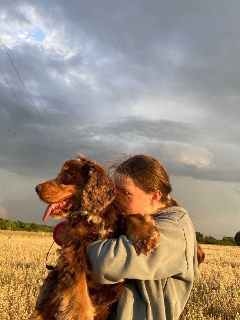 Uciekający pies, Cocker spaniel