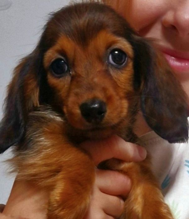 Jamnik kroliczy długowłosy FCI ZkwP