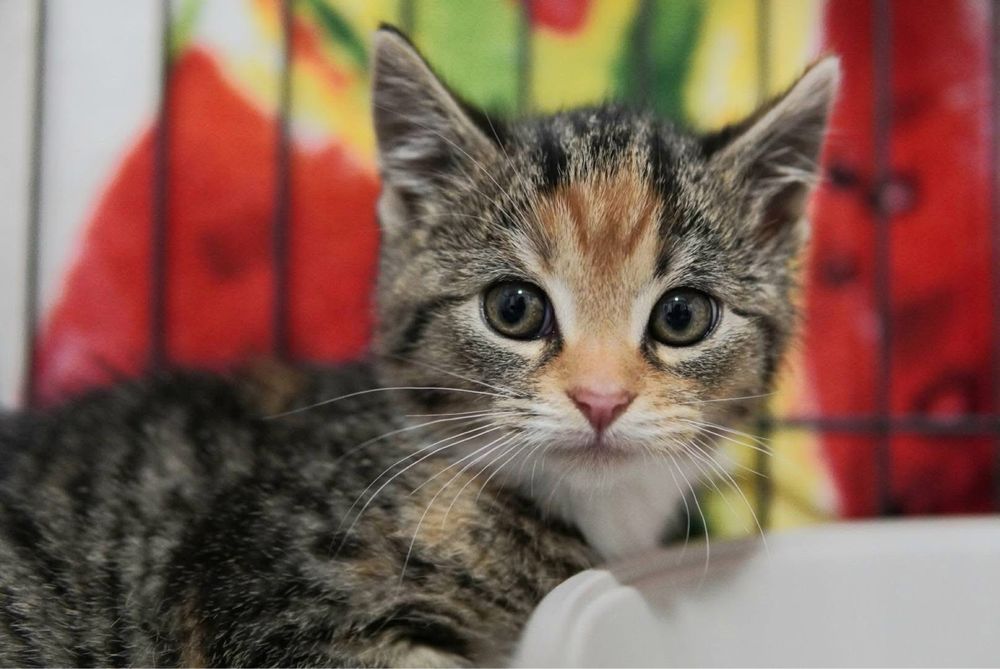 Kotki szukaja domkow