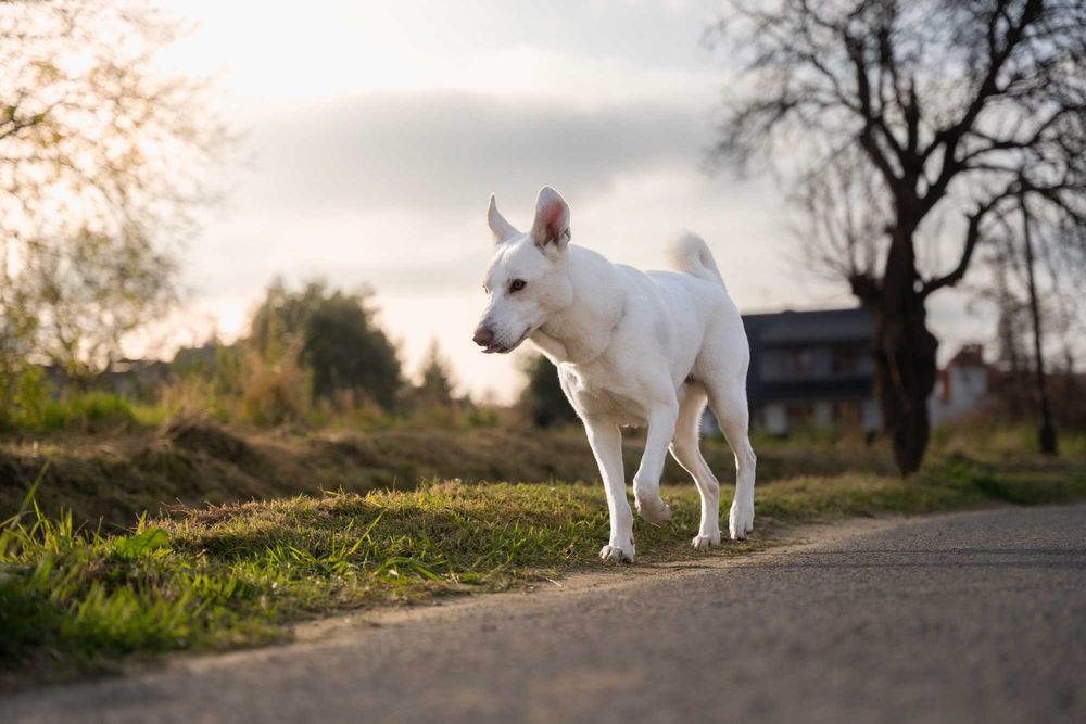 BIANCO - piękny, duży, domowy pies