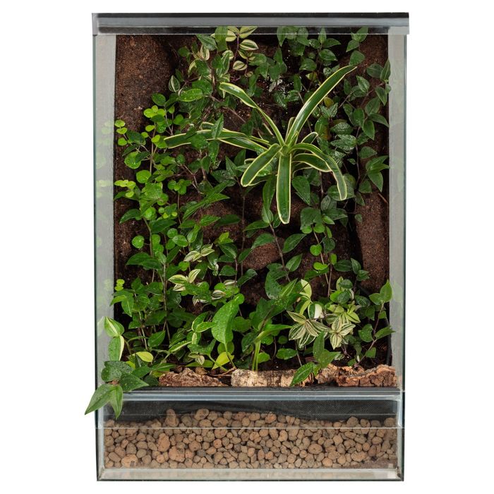 Terrarium paludarium gekon orzęsiony