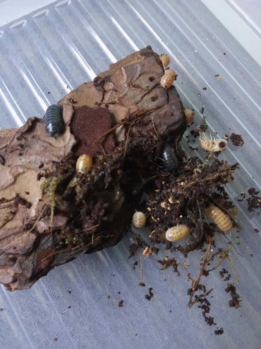 Armadillidium vulgare mix kolor 12 sztuk *TYLKO ODBIÓR OSOBISTY*