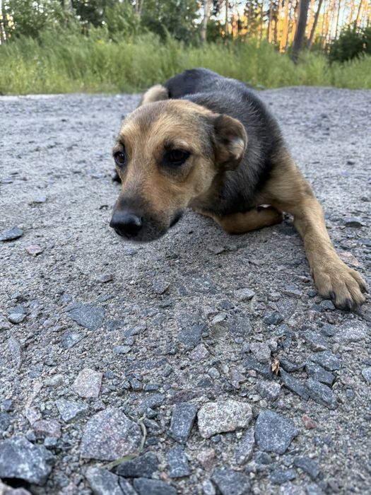 Руда самка стерилізована дівчинка безкоштовно в добрі руки