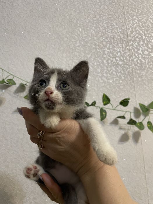 Терміново продаю!