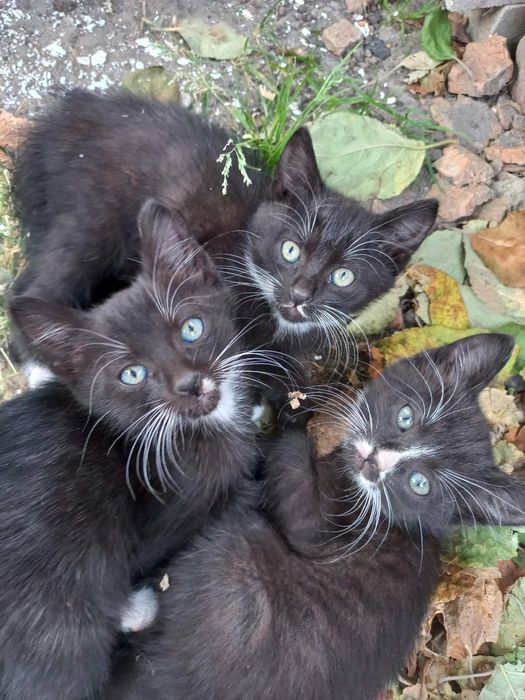 Віддам в добрі руки кошенят