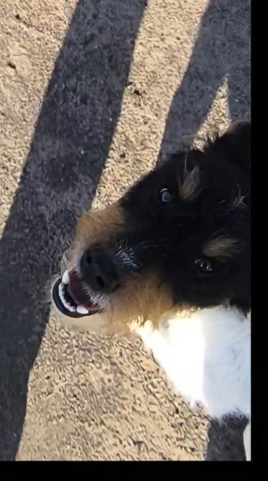 Parson Russell Terrier