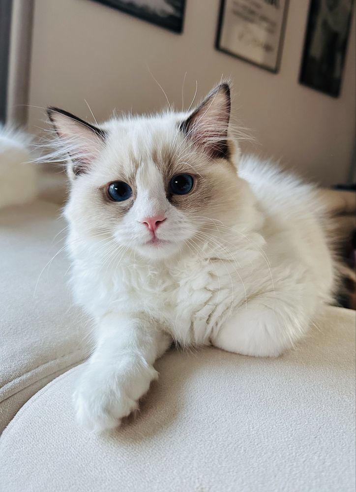 Kocięta Ragdoll FPL/FIFE