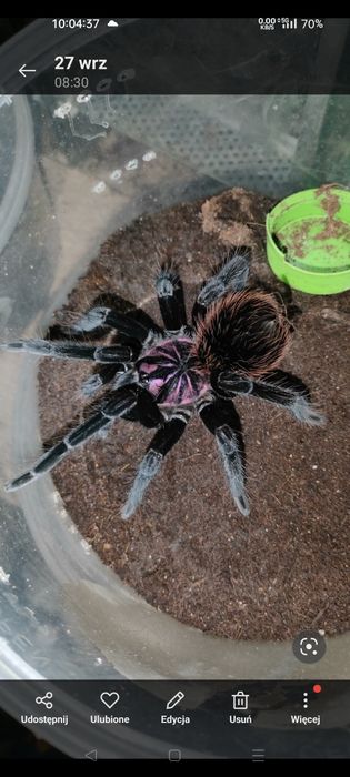 Xenesthis intermedia