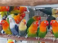 Неразлучники попугаи разных видов и окрасов
