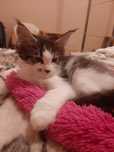 Gracjan tygrysio pręgowany kocurek Maine Coon