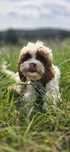 Cavapoo / Chlopiec
