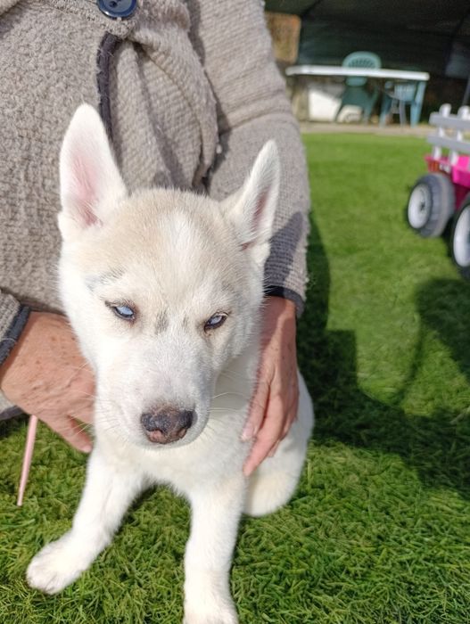 Husky Siberiano cinza e branco