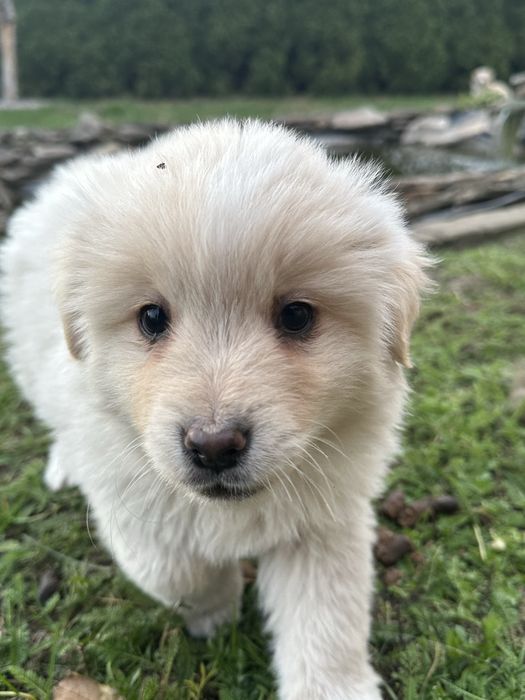Śliczne białe szczeniaki