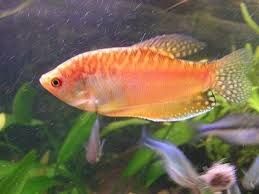 Ryba Gurami złote złociste AQUALIFE Sklep Zoologiczny
