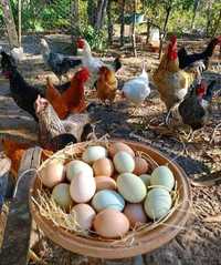 Яйця для інкубацій найкраща якість