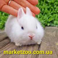Міні кролик гермелін хлопчик 1міс