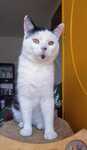 Oro, Fiv plus, kocurek 5 lat