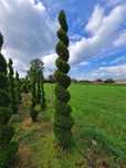 Thuja SZMARAGD SPIRALA 3,0-3,50m!!!