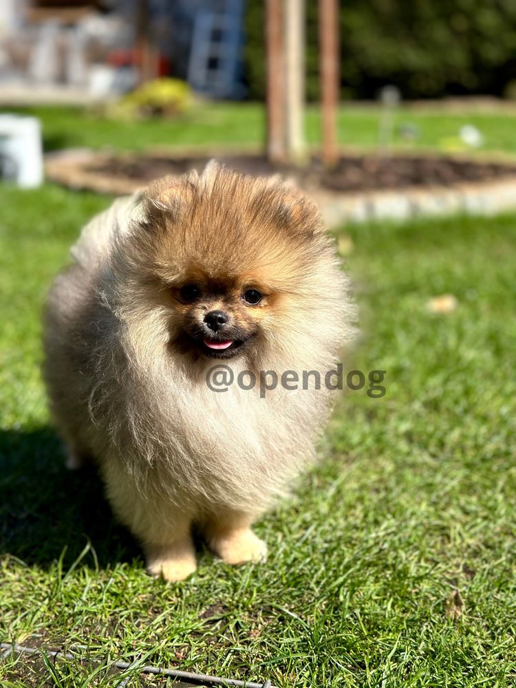 Szpic miniaturowy POMERANIAN wybitny PIESEK gotowy DO ODBIORU