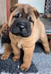 Shar Pei Związek Kynologiczny w Polsce