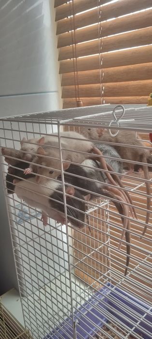 Декоративні щуренята