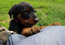 owczarek francuski Beauceron
