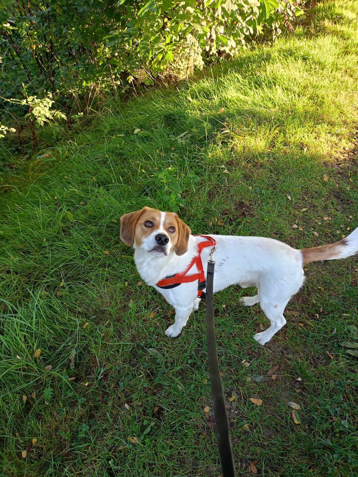 Dyzio w typie rasy Beagle szuka domku