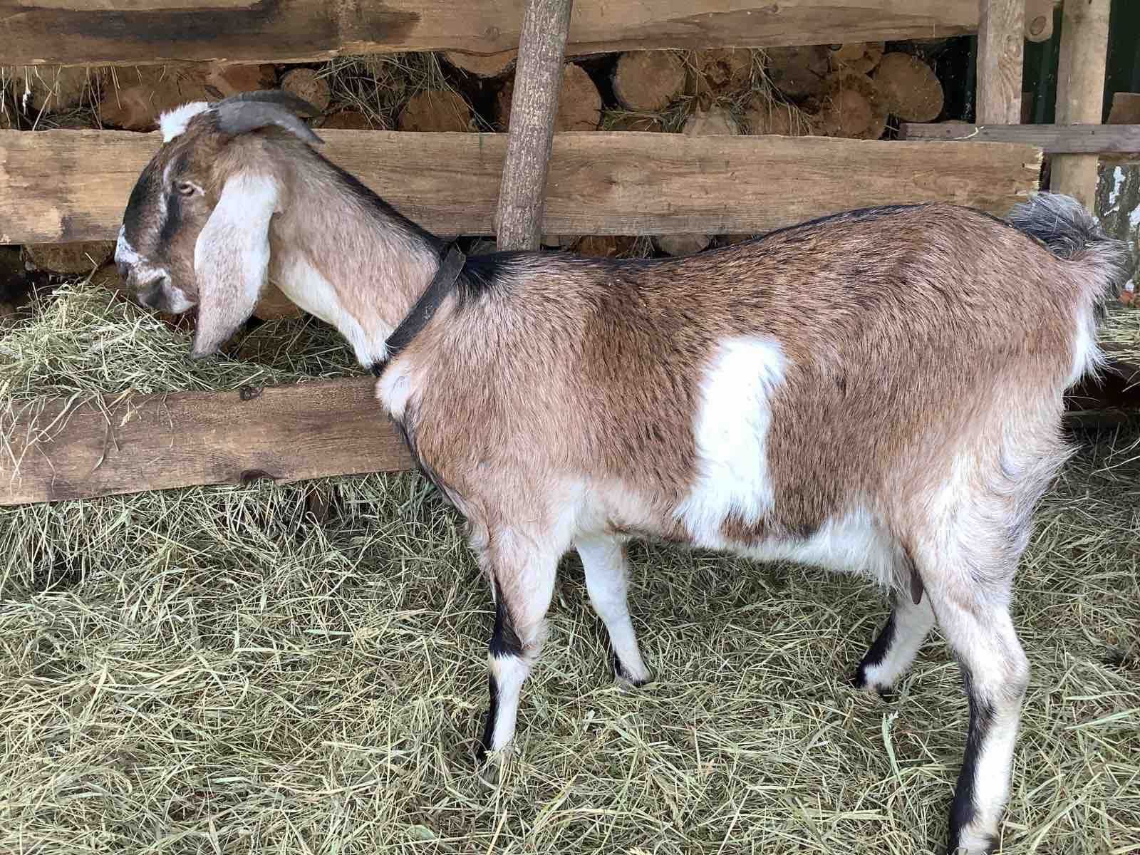 Продається ( Англонубійська) коза Зіронька.