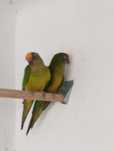 Casal aratinga aurea