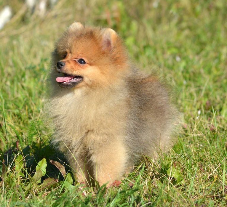 Szpic Miniaturowy Pomeranian śliczny piesek Codi ZKwP FCI