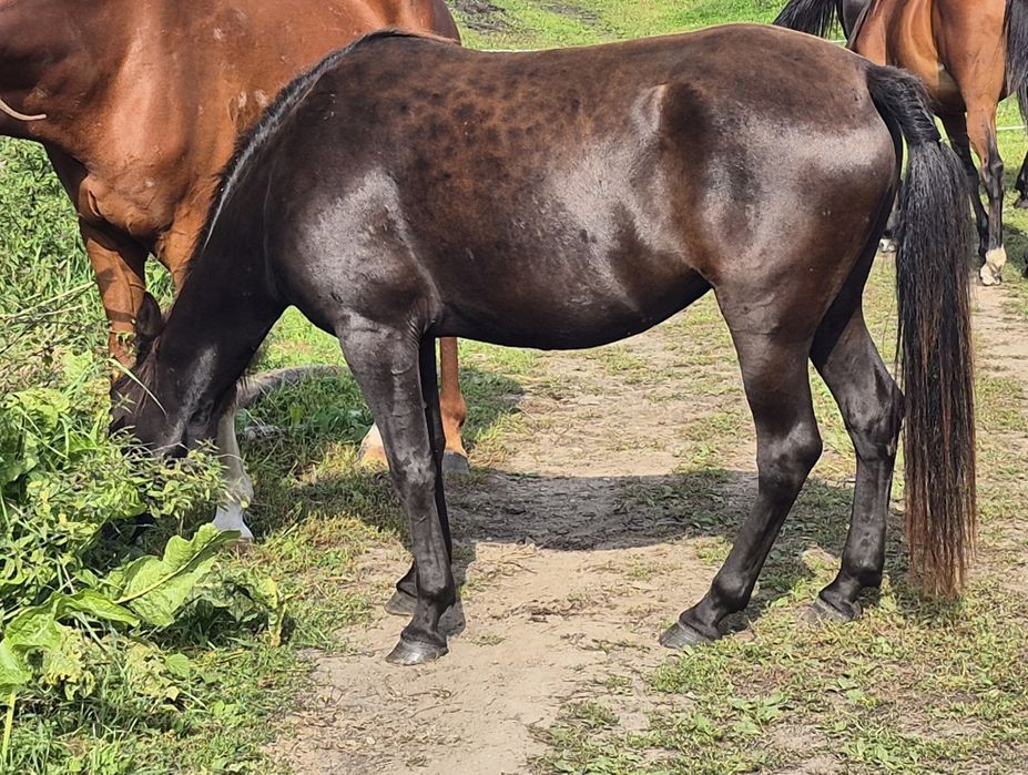 Kara klacz huculska 4,5 roku hodowla, dla dziecka