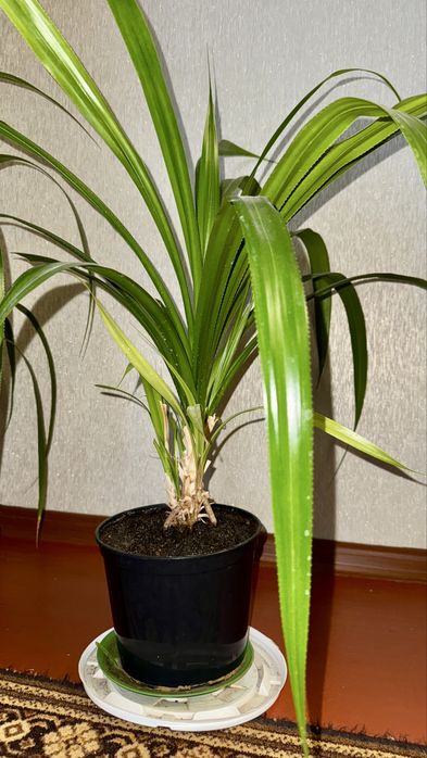 Цветок в горшке пальма