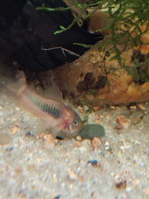 Kirys kirysek spiżowy Aquafizz Creative