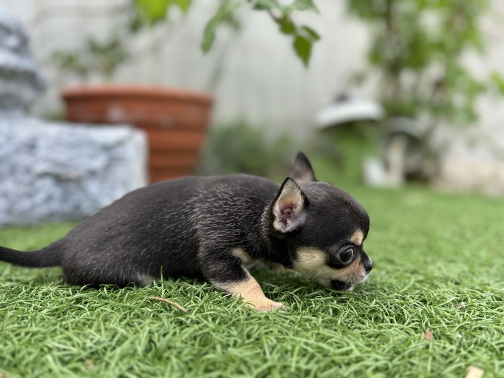 Chihuahua mini czarny piesek