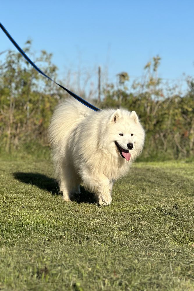 Suczka Samoyed - już do odbioru !