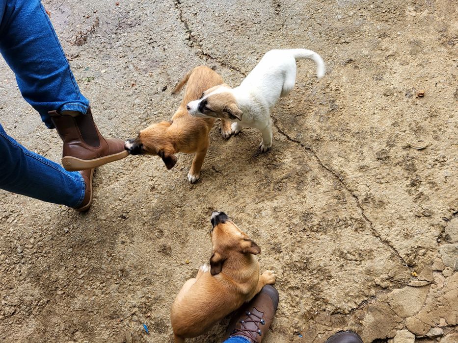 Cadelinhas para adoção