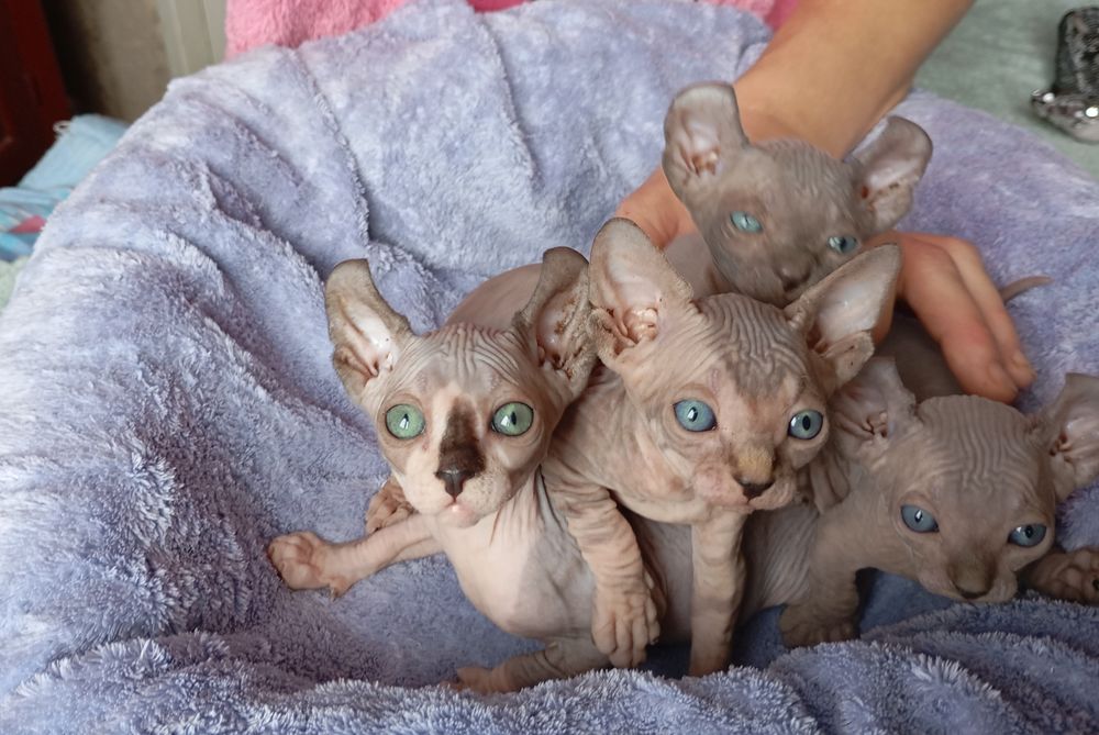 Ельфики Двельфики малиші готові до броні